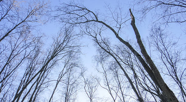 istock Tops of trees in winter forest 625706222