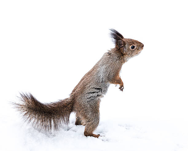 istock funny squirrel standing on paws reaching for snack on snow 625707128