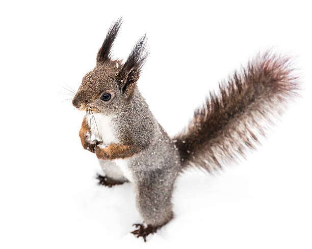 istock curious grey squirrel with fluffy tail looking at distance 625707240