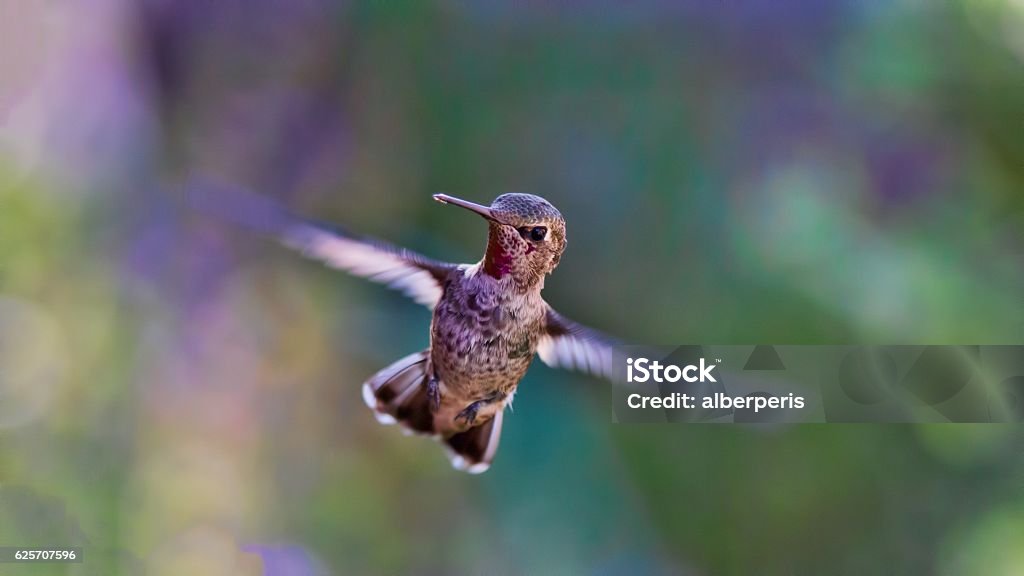 hummingbird Animal Stock Photo