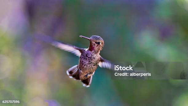 Hummingbird Stock Photo - Download Image Now - Animal, Bird, Fly - Insect