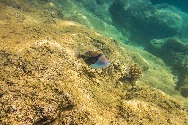 Sea bead Sharks Cove