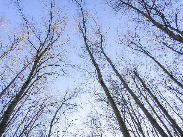 istock Tops of trees in winter forest 625714890