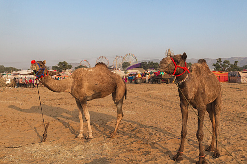 Portrait of Camel at fair ground at Pushkar during fair for trading.