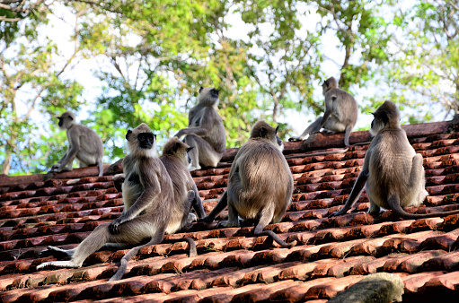 Tufted Gray Langur is one of the monkeys of Sri Lanka