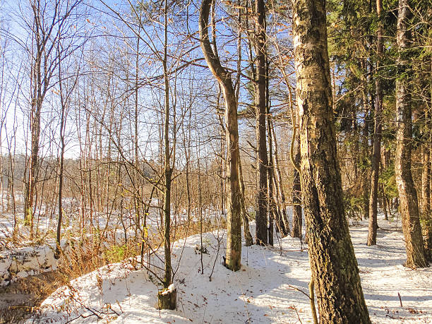 istock Winter forest under the november sun 625715804