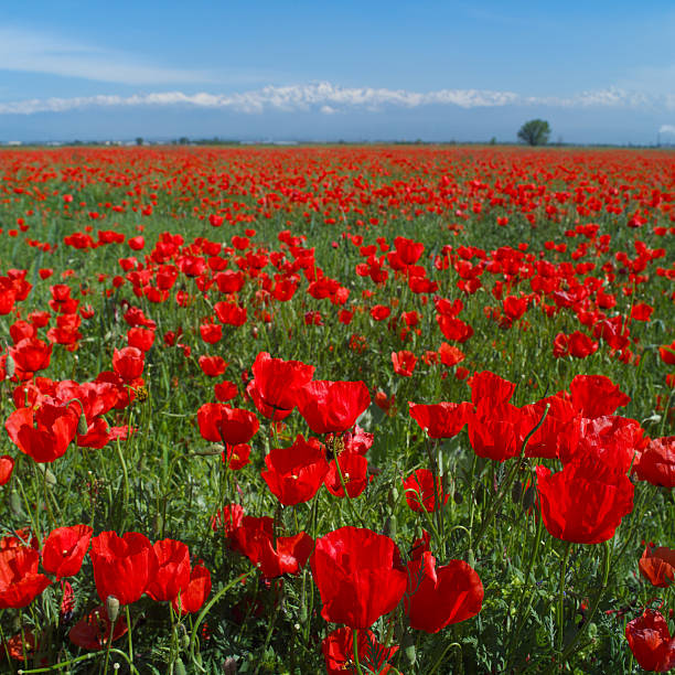 istock Wide meadow with rep poppies 625723138
