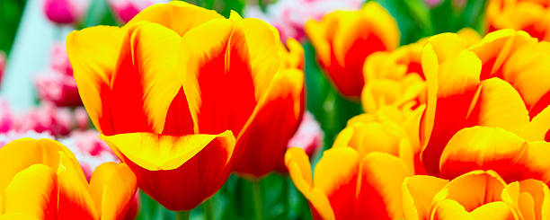 istock Red and yellow tulips flowerbed close-up 625724096