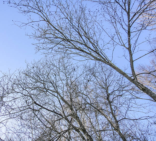 istock Tops of trees in winter forest 625724190