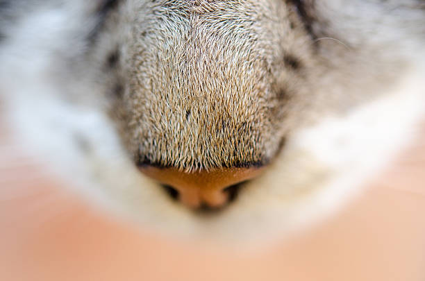 istock Cat hairy nose closeup 625724306