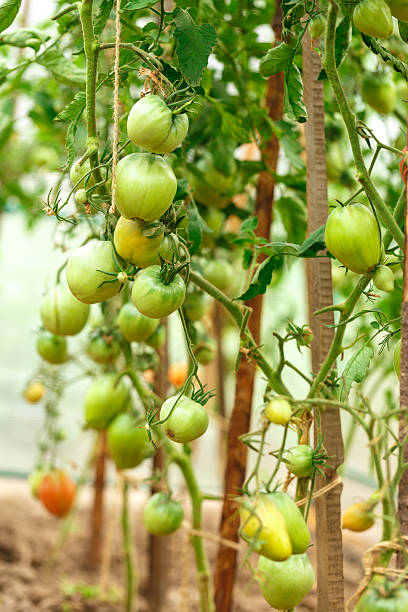 istock Fresh tomato bushes in greenhouse 625727482