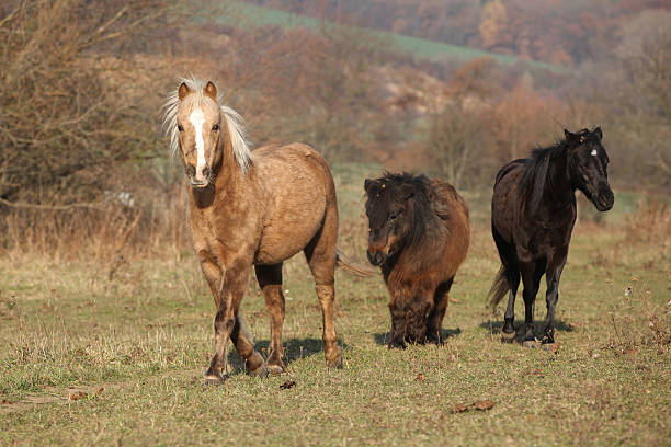 istock Batch of horses running in autumn 625727508