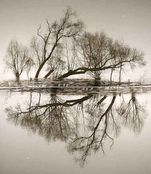 istock Abstraction from the trunks of trees 625733330