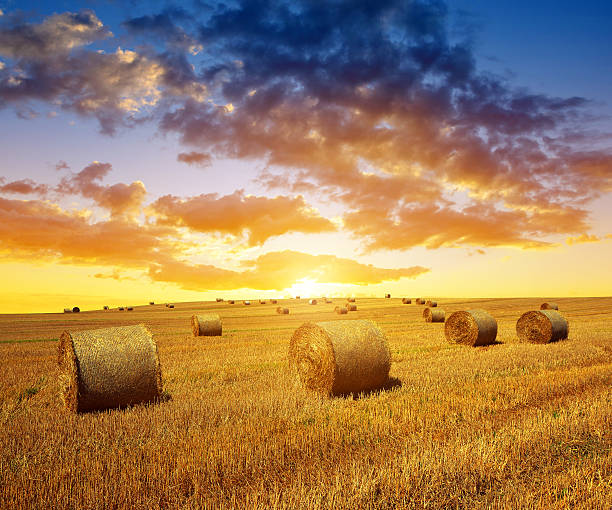 istock Wheat field after harvest with straw bales 625733734