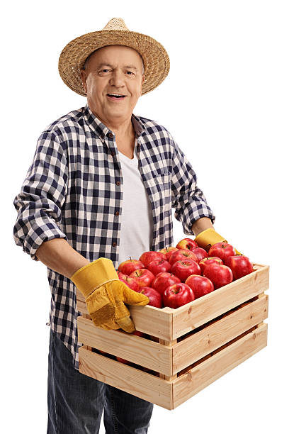 Elderly farmer holding a crate filled with apples isolated on white background