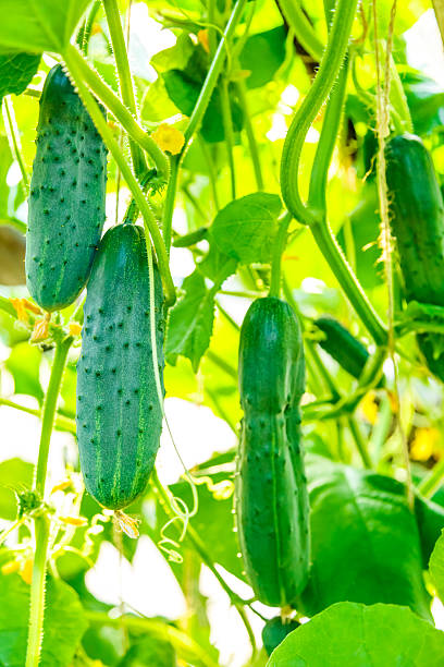 istock Fresh ripe cucumbers growing in greenhouse 625734348