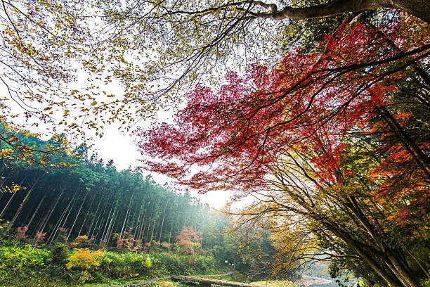istock Japanese autumn leaves 625736178
