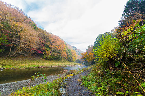 istock Japanese autumn leaves 625736364