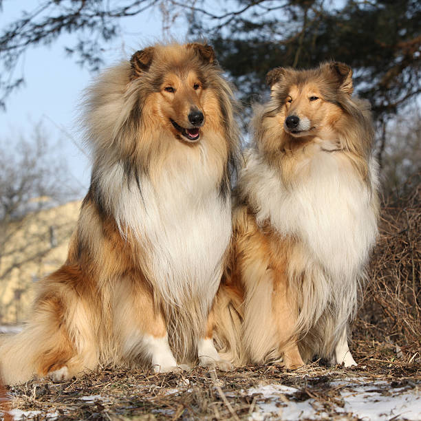 istock Two beautiful scotch collies in the forest 625736662