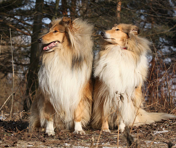 istock Two beautiful scotch collies in the forest 625736744