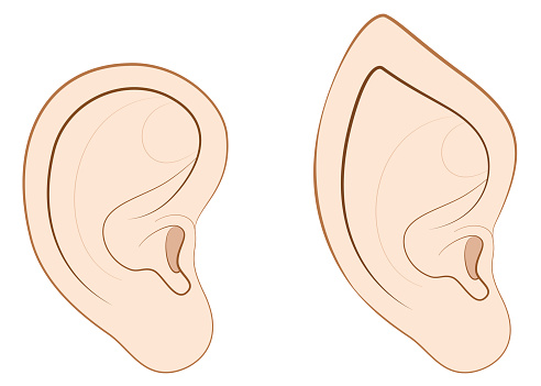 Human ear and pointed ear of an elf, fairy, vampire or other fantasy creature.