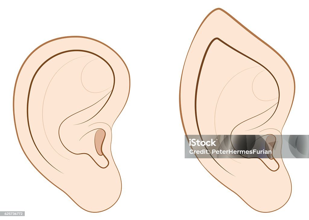 Human Ear Pointed Ear Elf Comparison Human ear and pointed ear of an elf, fairy, vampire or other fantasy creature. Elf stock vector