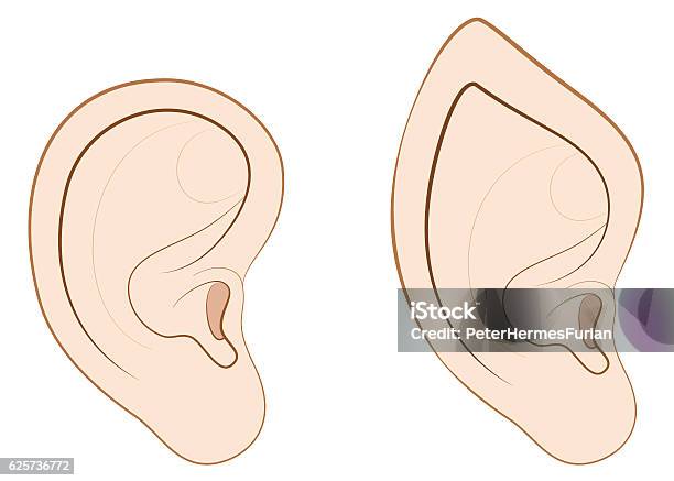 Human Ear Pointed Ear Elf Comparison Stock Illustration - Download Image Now - Elf, Ear, Alien