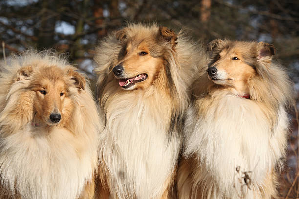 istock Beautiful scotch collie in the forest 625736792