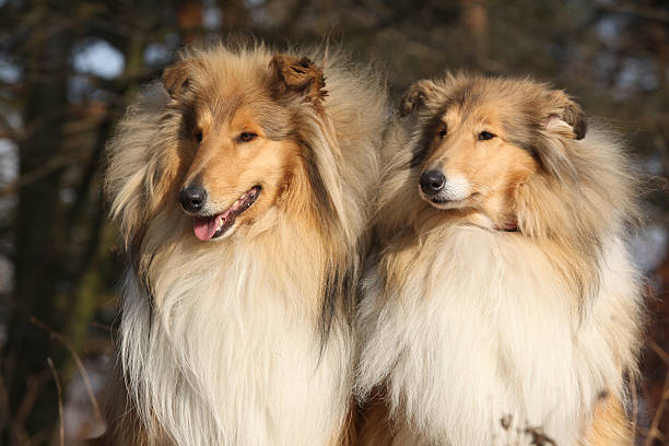 istock Two beautiful scotch collies in the forest 625736840