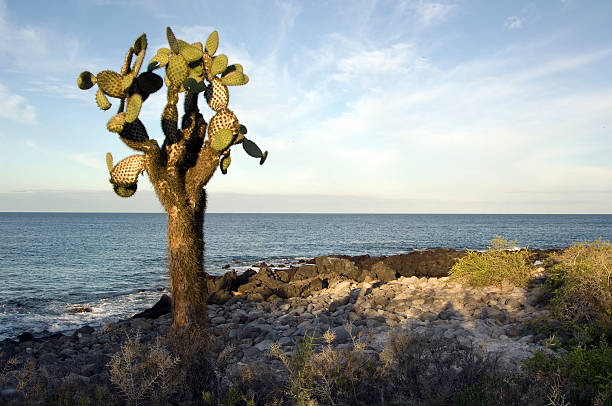 A rocky beach at Santa Fe Island, with black volcanic rock and a boat used for tours around the Galapagos Islands, Ecuador. The Galapagos Islands are a UNESCO World Heritage Site.