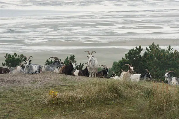 The dunes on the North Sea Island of Terschelling grazed by goats to maintain visibility and to prevent forest growth.