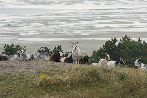 cabras nas dunas da ilha terschelling. - wadden wadden sea unesco world heritage site sea - fotografias e filmes do acervo