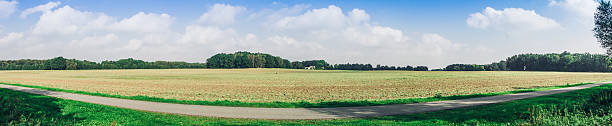 Panoramic view on rural field Panoramic view on rural field of crops or flowers with trees and scattered clouds in background Cirrocumulus stock pictures, royalty-free photos & images