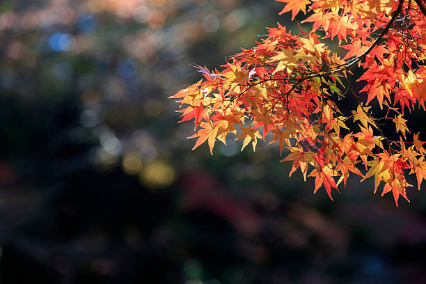 istock Autumn leaves - Autumn in Japan - 625741300