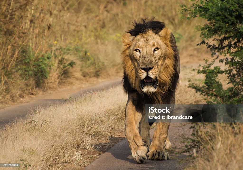 Lion Walking In Jungle Of Gir National Park Wildlife Stock Photo - Download Image Now - iStock Lion Walking In Jungle Of Gir National Park Wildlife Stock Photo - Download Image Now - iStock