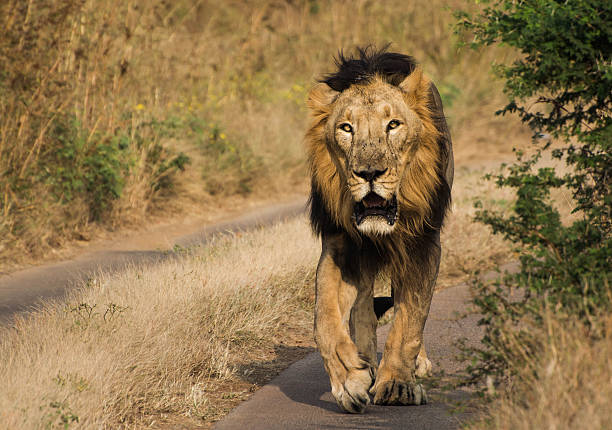 Lion walking in Jungle of Gir National Park & Wildlife Asiatic Lion walking in jungle of Gir National Park in India. asian lion stock pictures, royalty-free photos & images