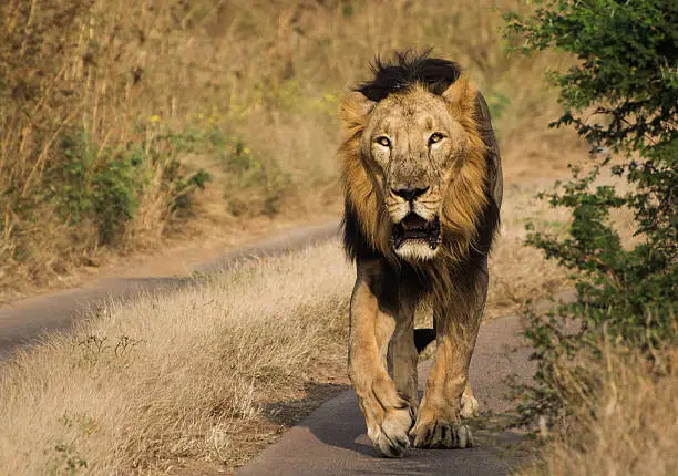 Asiatic Lion walking in jungle of Gir National Park in India.