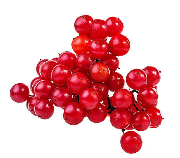 istock bunches of red viburnum on a white 625743580