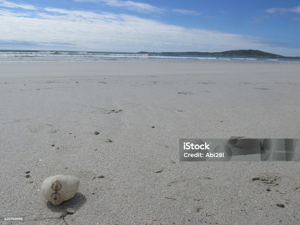 Patata di mare sulla spiaggia - Foto stock royalty-free di Ambientazione esterna