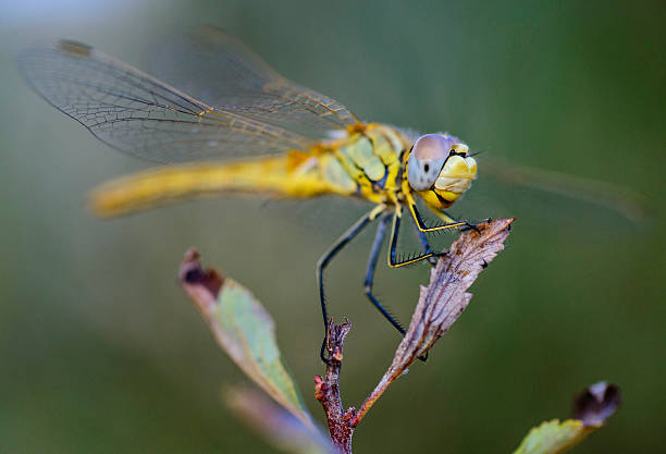 Dragonfly stock photo