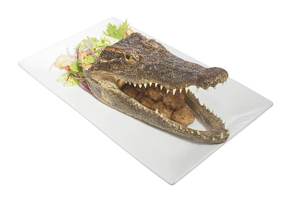 ooked head of crocodile isolated stock photo