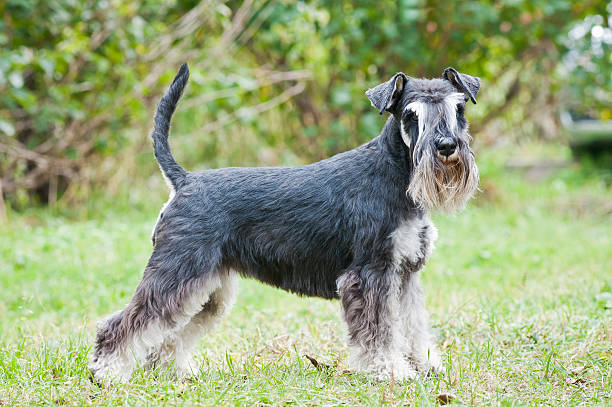 istock Miniature schnauzer sitting on stump 625751276