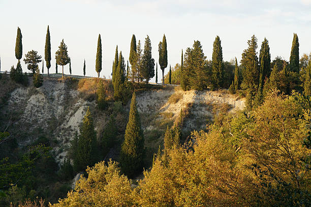 paesaggio toscano con cipressi di fila - warmes licht foto e immagini stock