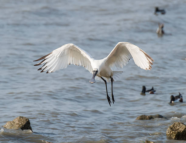 블랙힐스 단열재에 노랑부리저어새 in 센첸 china, - black faced spoonbill 뉴스 사진 이미지