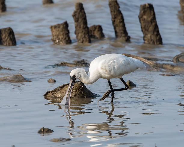 블랙힐스 단열재에 노랑부리저어새 in 센첸 china, - black faced spoonbill 뉴스 사진 이미지