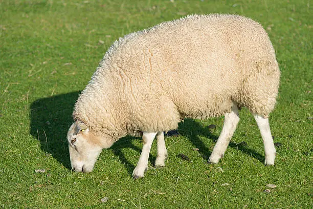 Photo of Sheep on a dike .