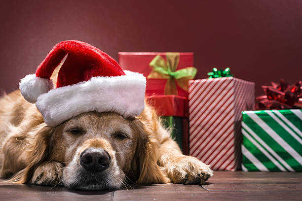 istock Sleeping dog wearing Santa Hat guarding Christmas presents 625756170