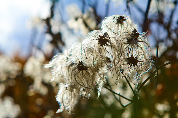 Old man's beard or Traveller's Joy is a shrub of the Ranunculaceae family.