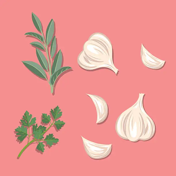 Vector illustration of Fresh Herbs: Garlic, Sage And Parsley