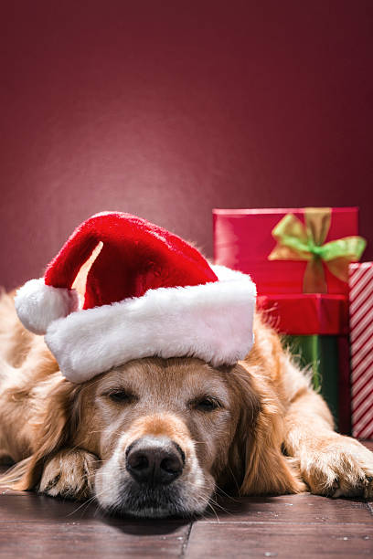 istock Sleeping dog wearing Santa Hat guarding Christmas presents 625756264